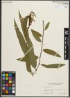 Foto von Salix nigra Marshall